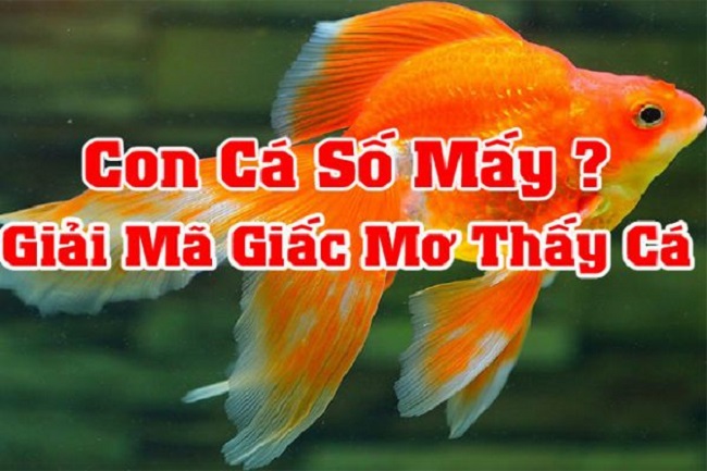 nằm mơ thấy cá đánh đề con gì