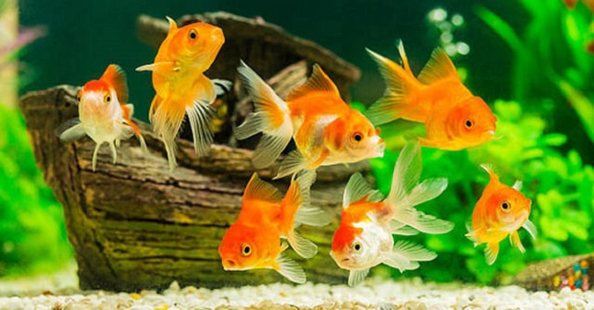 nằm mơ thấy cá chép đánh con gì