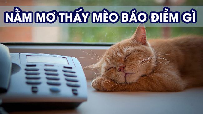 Nằm mơ thấy mèo đánh số mấy, con gì cho trúng? 1 nằm mơ thấy mèo đánh số mấy