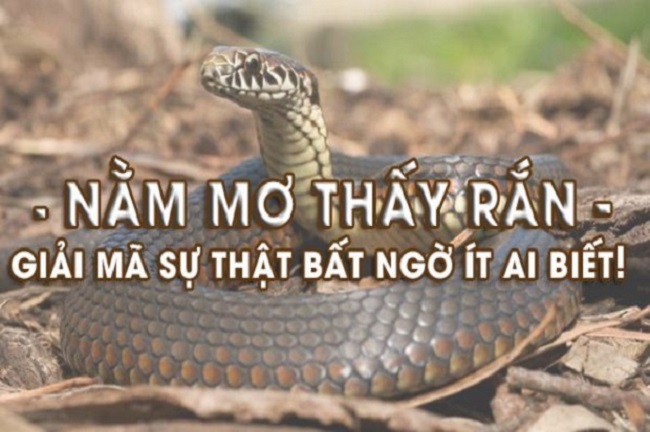  nằm mơ thấy rắn đuổi theo mình đánh con gì