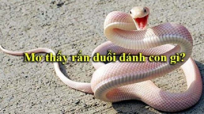 Giải mã: Mơ thấy rắn đuổi đánh con gì?